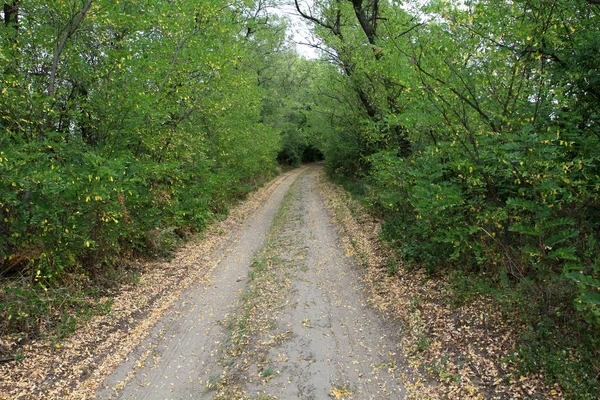 Camino de otoño —  Fotos de Stock