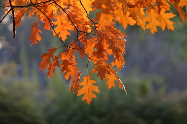 Ветка с желтыми листьями дуба платаноиды — стоковое фото