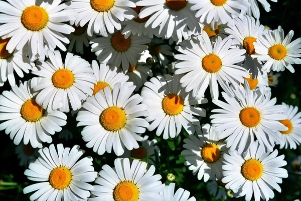 Grote boeket van madeliefjes grote. Veel bloemen — Stockfoto