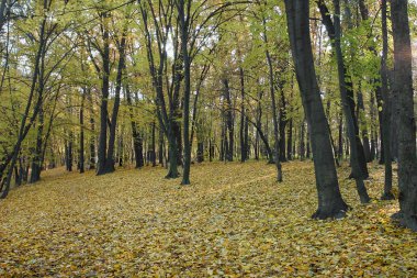 Sonbahar orman. Kereste, mobilya ve ahşap ürün kavramı