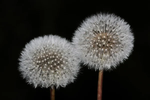 Two white dandelion on a black background — Stock Photo, Image