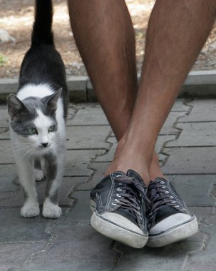 Spotted cat near the man's feet in sneakers. Friendship man and clipart