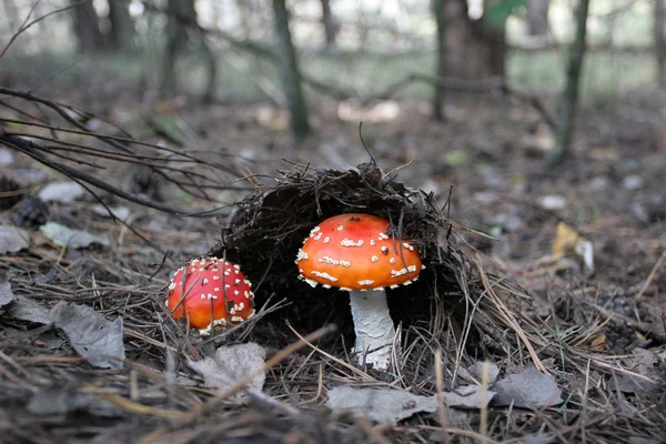 Two autumn mushroom with a red hat got out of the needles — Stock Photo, Image