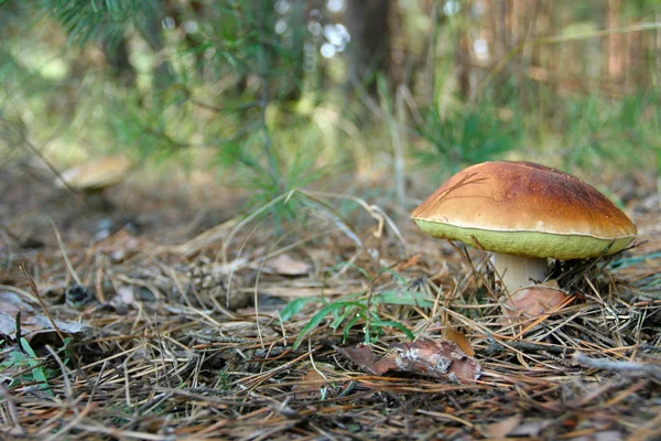 Grande fungo branco cresceu entre as agulhas de pinheiro no outono — Fotografia de Stock