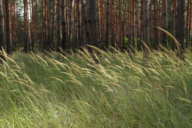 Bir çam ormanı içinde yabani ot. Çok uzun boylu, ince çam ağaçları TH