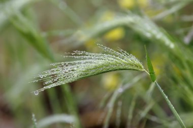 Spike çim yeşil arka plan bulanık noktalar üzerinde Çiy damlaları