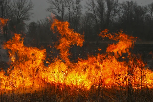 Forest fire. Big fire in the foreground in the night forest. Dis — Stock Photo, Image