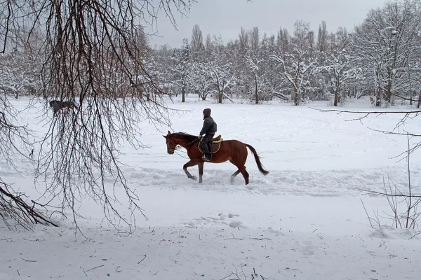 A young man riding a horse on a snow-covered park. Horseback rid