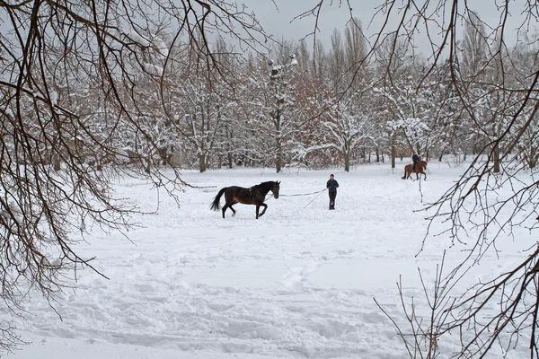 Snow Russian winter. Horseback riding in winter park. Girl walki — Stock Photo, Image