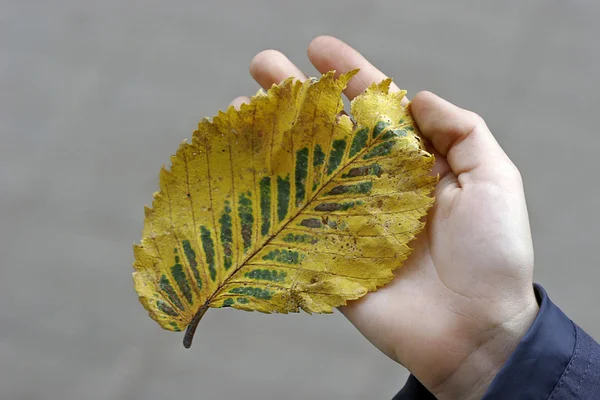 Grande outono amarelo folha verde segurando uma criança — Fotografia de Stock