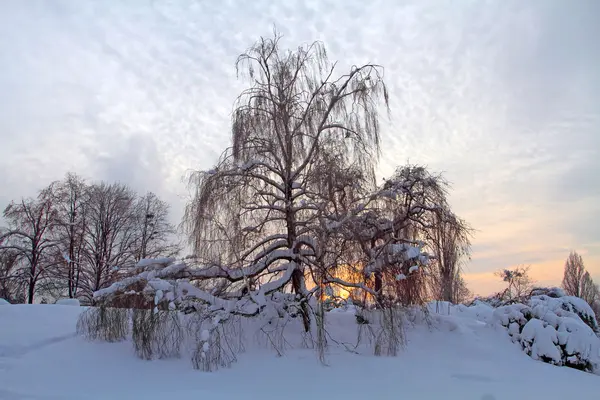 Bouleaux aux branches tombantes poussant près de la neige — Photo