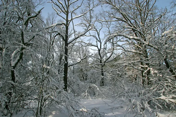 Winter forest. Trees branches bent under the weight of snow — Stock Photo, Image