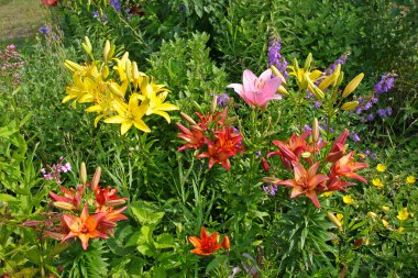 Bir flowerbed büyüyen birçok farklı renkler lilyum.