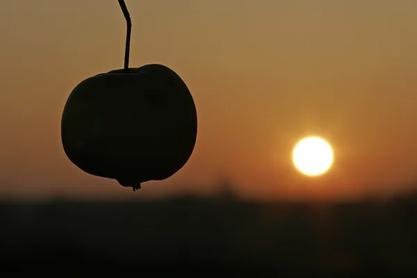 Silueta de manzana contra el sol poniente — Foto de Stock
