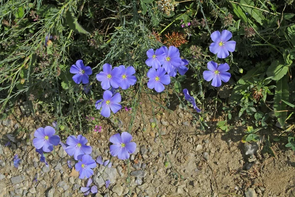 Голубые цветы лютиков, растущих в горной местности — стоковое фото