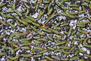 Grue zarif arka plan hendek Stonecrop ya da bahçedeki - sulu cinsi 