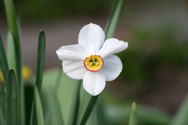 Hassas bahar çiçeği nergis. Sarı ce ile beyaz nergis