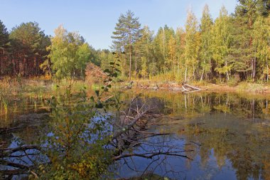 Çam ormanı ve t yaprak döken orman çok güzel göl