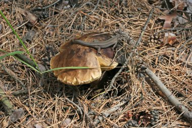 Büyük gri yeşil kertenkele bir kahverengi mantar kap üzerinde