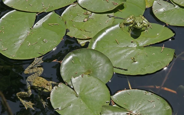 Dois sapo verde entre as folhas de lírios de água — Fotografia de Stock