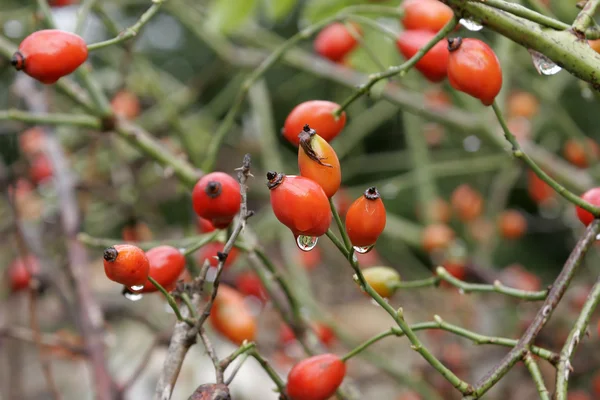 Bright red rose hips dewdrops — Stock Photo, Image