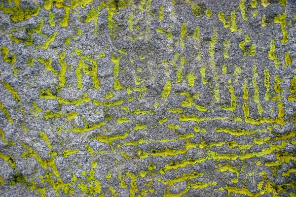Szarego kamienia pokryte kreski zielone porostów — Zdjęcie stockowe