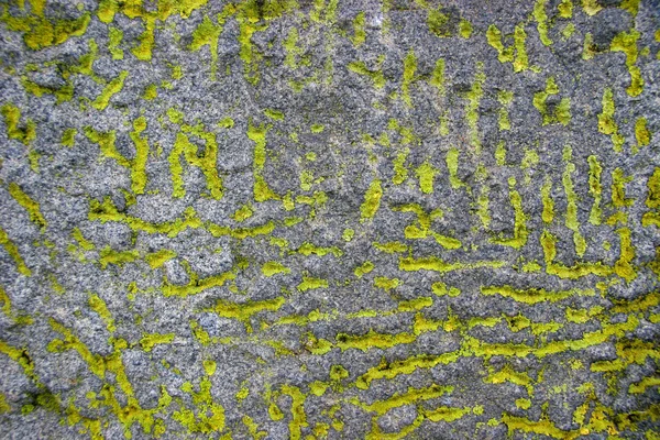 Piedra gris cubierta con guiones de liquen verde —  Fotos de Stock