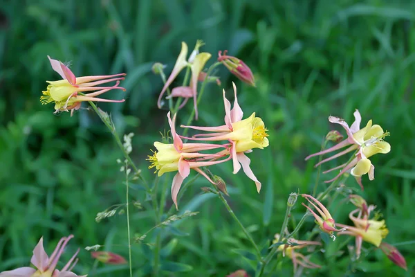 Couleur rose jaune Aquilegia comme une comète volante — Photo