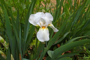 Çiçek büyük Iris beyaz yaprakları ve sarı merkezi ile