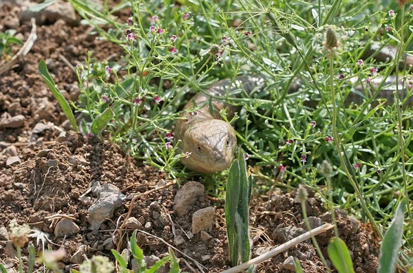 Testa gialla Poloz Coluber jugularis nel loro habitat naturale loo — Foto Stock