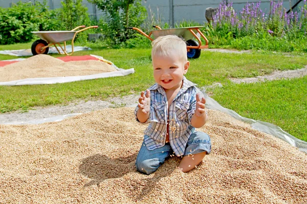 White kid plays with a grain of wheat, which is dried in the bac — Stock Photo, Image