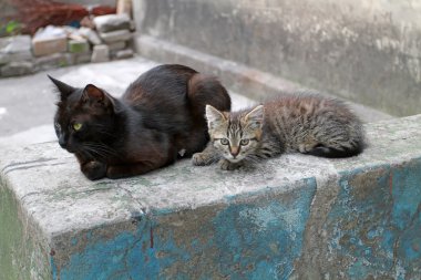 Pembe meme ve onu kedi ile siyah anne kedi