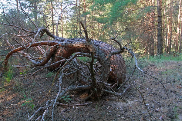 Fancifully bent tree like a giant centipede — Stock Photo, Image