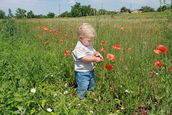 Little white kid in jeans touching red poppy on a sunny meadow o — Stock Photo, Image