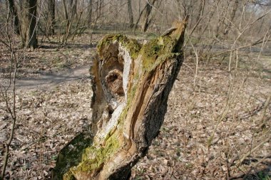 Garip bir şekilde bir canavar kertenkele gibi kavisli budak