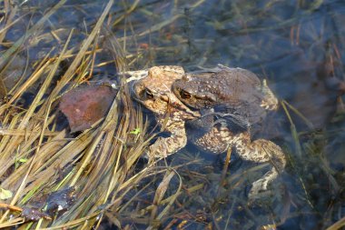 Gölet kurbağa Kur dönemde.