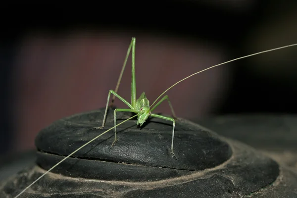 Zelená hmyzu grasshopper rodina zvědavě díval do camer — Stock fotografie