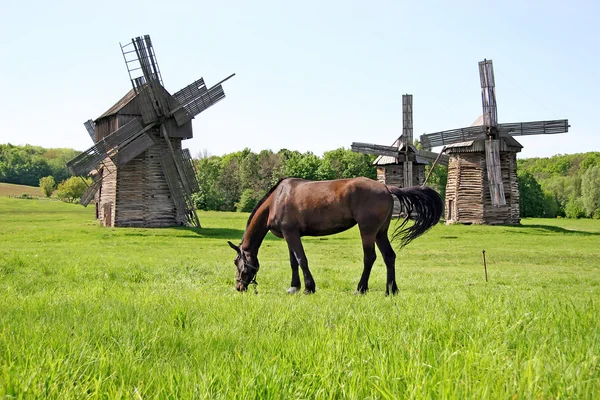 O cavalo de baía é pastado em um prado verde em um fundo de thr — Fotografia de Stock