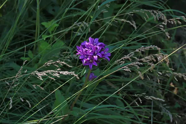 Délicate cloche de fleurs sauvages violettes. Carte de voeux avec les vacances . — Photo