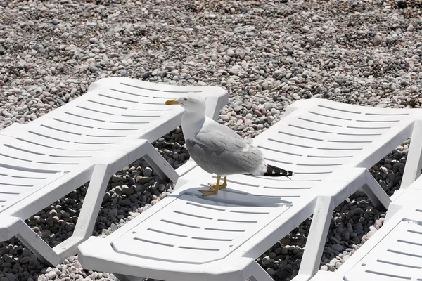 Tatil sezonu sonunda. Denizin kenarında boş şezlong üzerinde oturan martı. — Stok fotoğraf