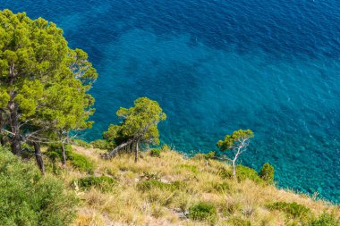 Acciaroli, Salerno, Cilento, Campania, Güney İtalya yakınlarındaki çam ağaçları ve aquamarine suyu ile Akdeniz manzarası.