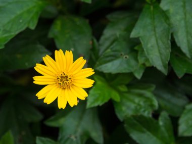 güzel Singapur dailsy çiçeği (melampodium divaricatum)