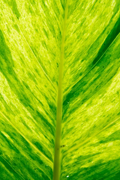 Green leaf background — Stock Photo, Image