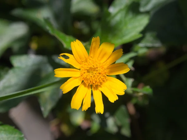 Hermosa flor del día de Singapur (Melampodium divaricatum ) — Foto de Stock