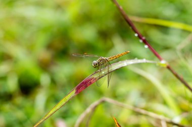 yusufçuk açık (coleopteres çiçeği)