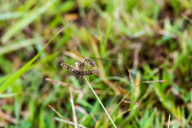 yusufçuk açık (coleopteres çiçeği)