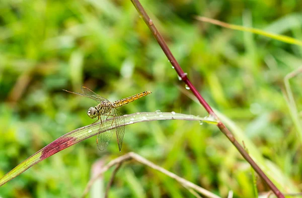 Vážka venkovní (coleopteres splendens) — Stock fotografie