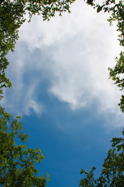 Blätter Rahmen mit Himmel Hintergrund — Stockfoto