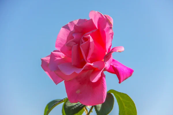 Pink rose on sky — Stock Photo, Image