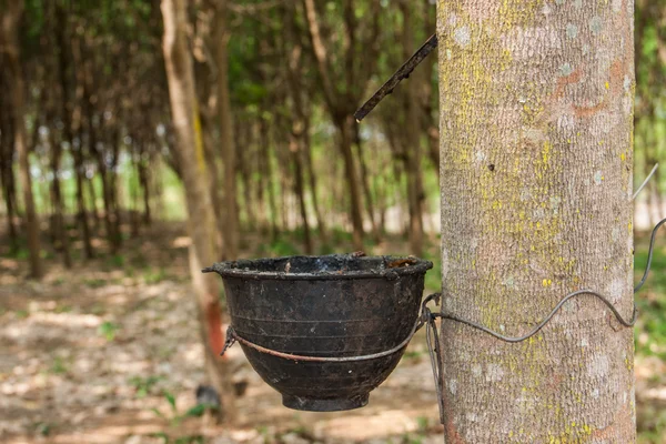 Milk rubber tree — Stock Photo, Image